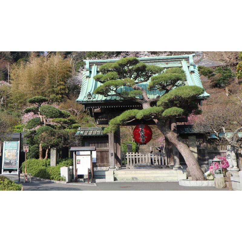 [預購] 鎌倉 長谷